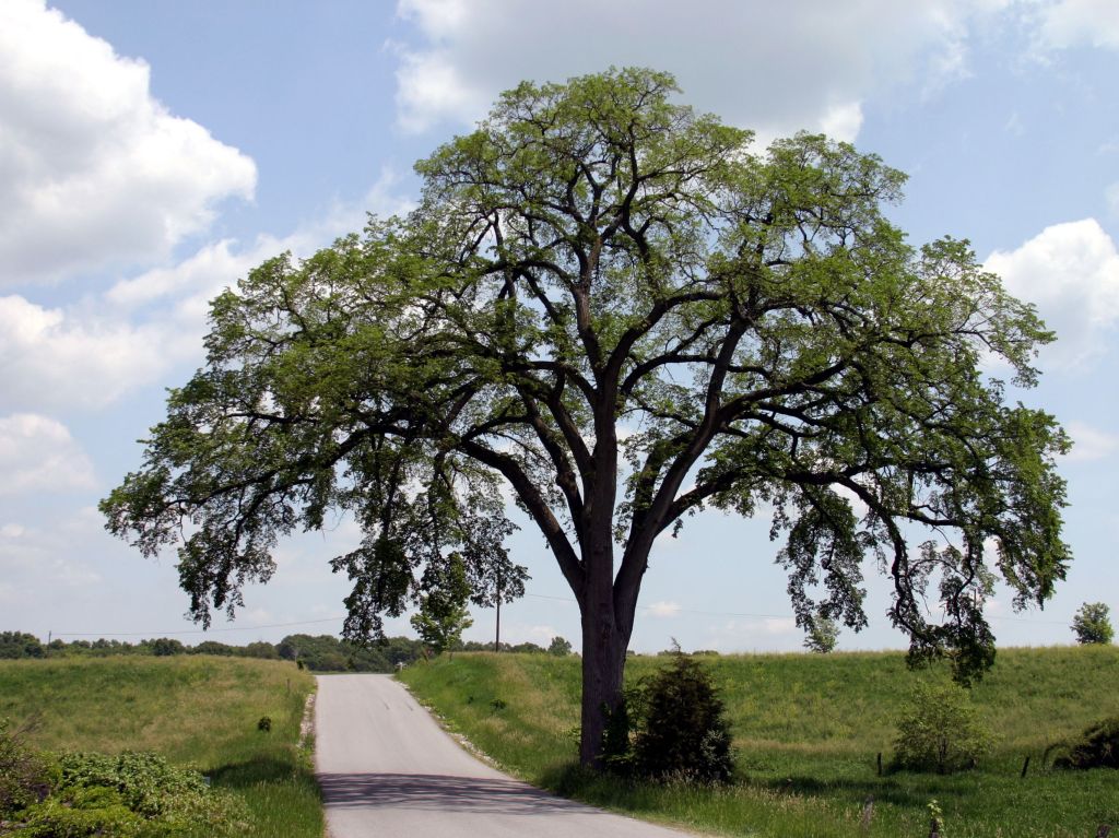 Letters: About the rare American elm trees, and where to find some that ...