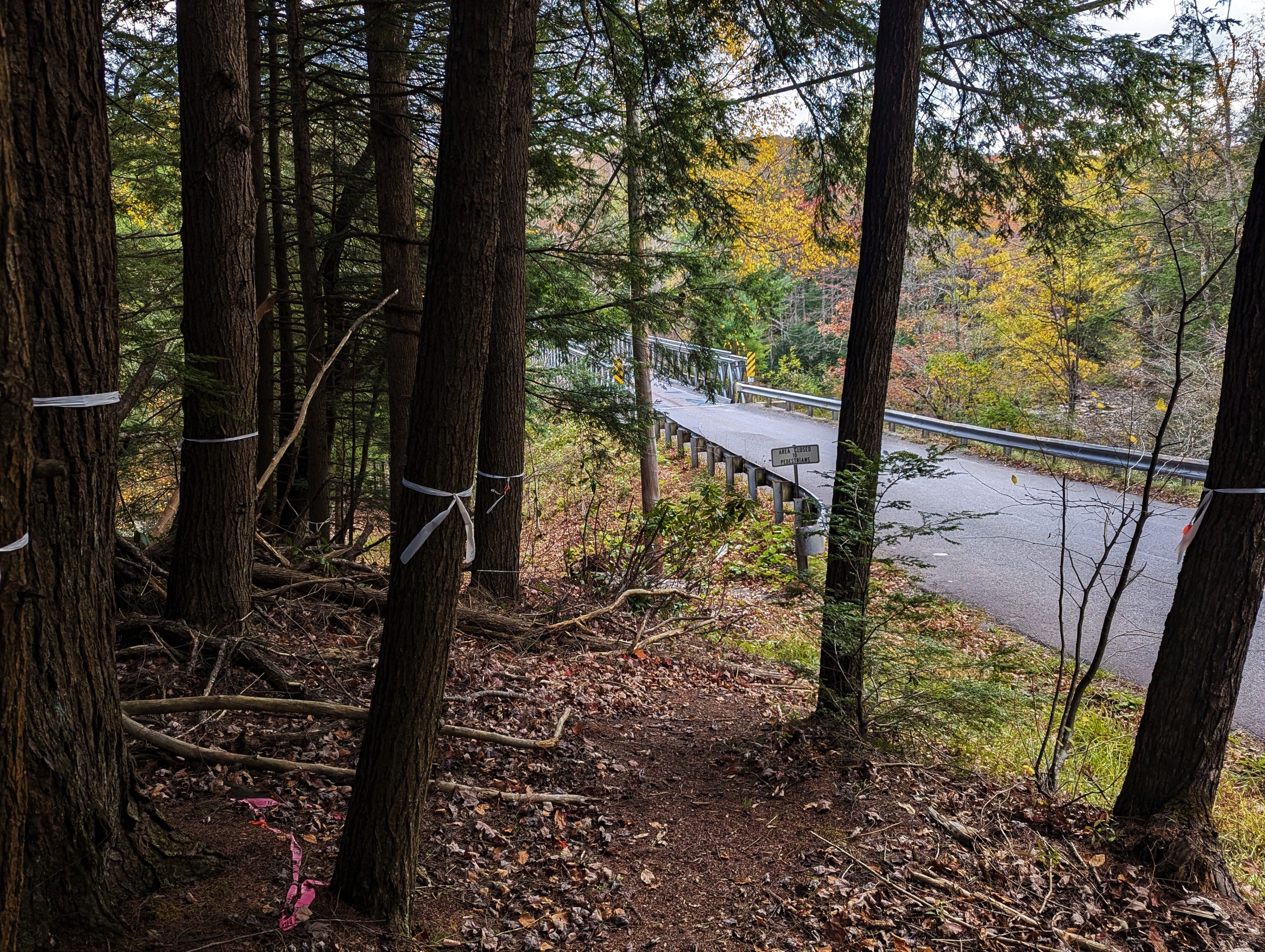 Save these trees: Swallow Falls and a bridge too far – Dan Rodricks